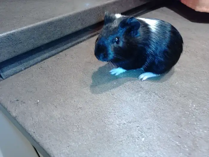 Černý čumáček, bílé ouško