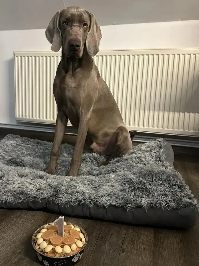 potomek Zary z předcházejícího vrhu