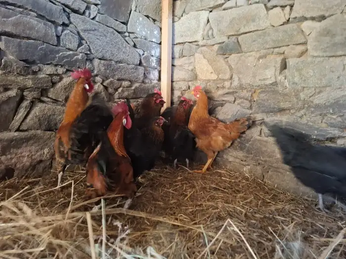 na fotce spolu s kohouty