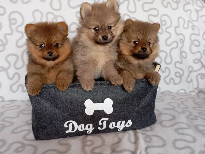 Vegas, Van-Damme ,Vangelis