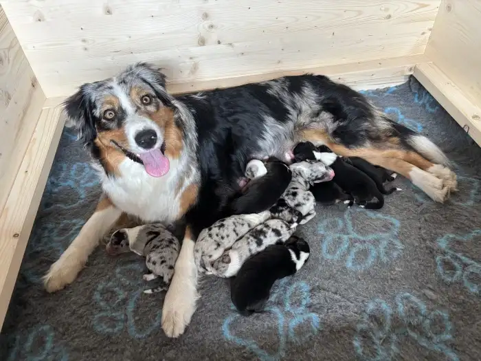 Corny Sweet SORESA Xmas