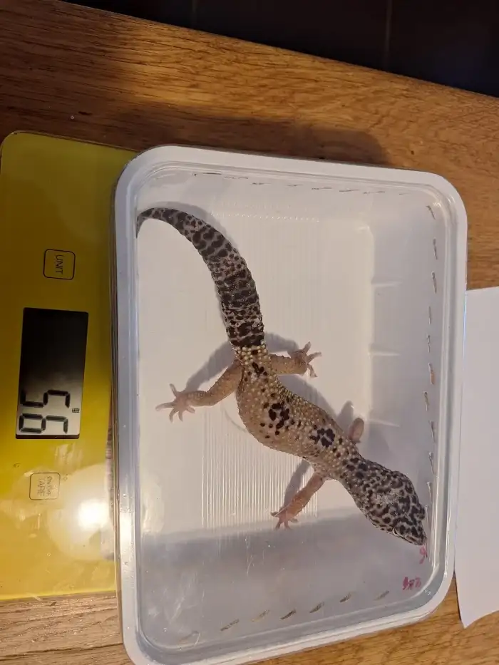 druhá samice (3 roky)