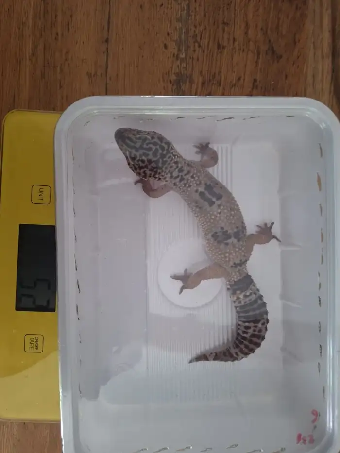 samice(vlastní odchov-bez prstů-zadní noha)