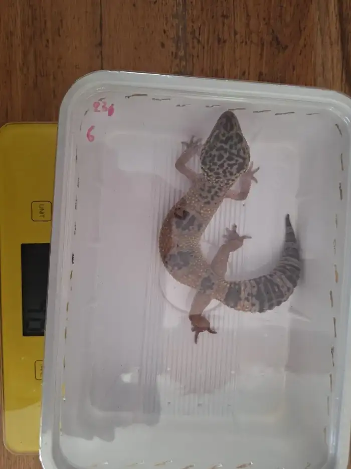 samice (vlastní odchov-chybí některé prsty)