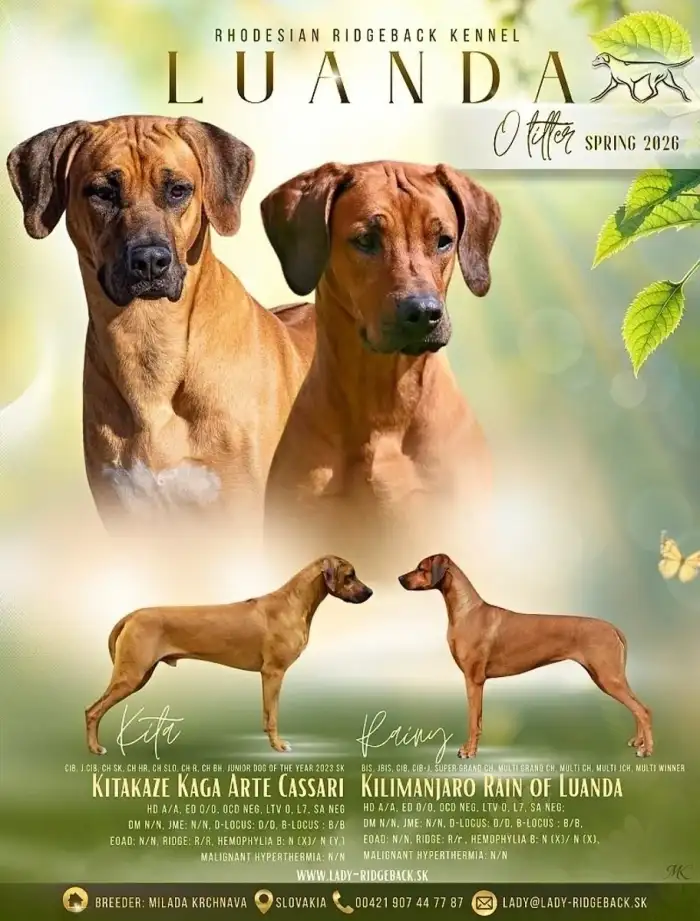 LUANDA - ridgebacks O litter