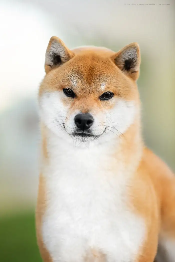 Kingiku Ogon Idzumi