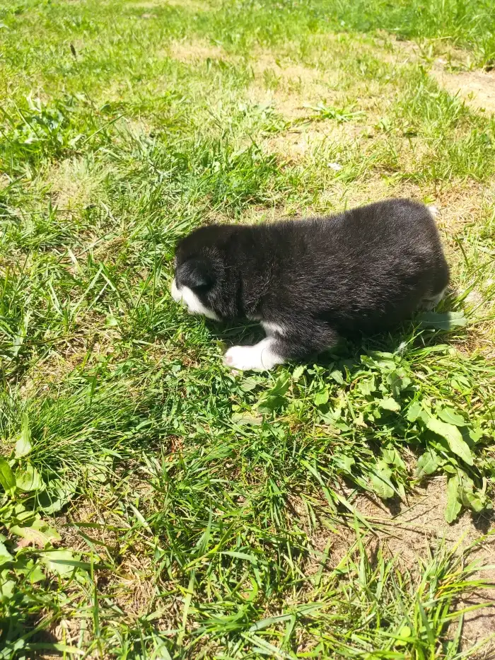 Fenka