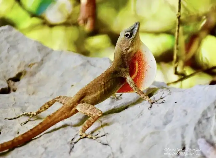 Anolis mestrei, samec