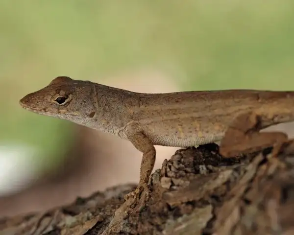 Anolis sabanus, samice