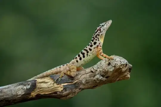 Anolis sabanus, samec