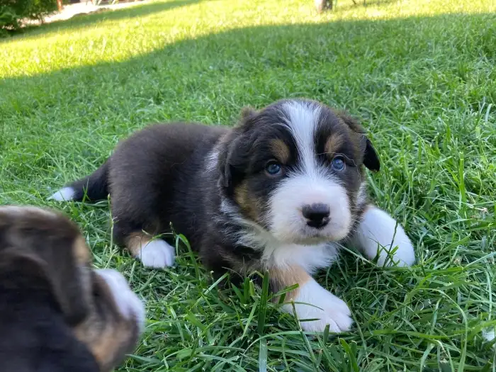 ENZO