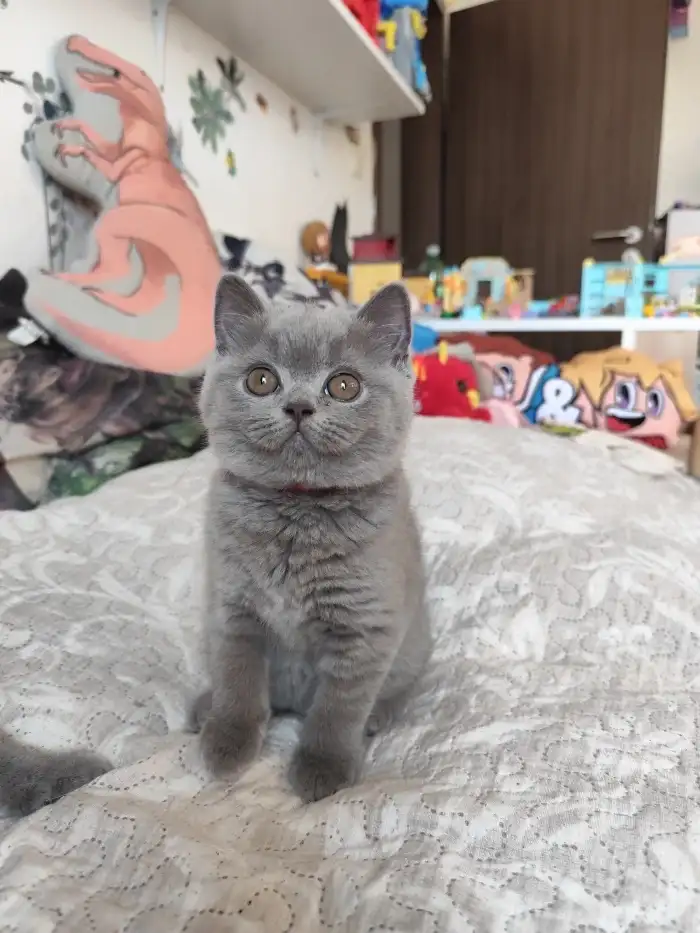 Mimi