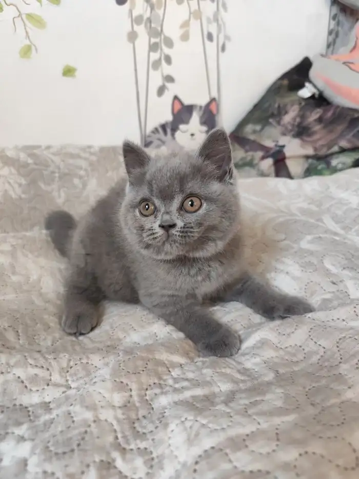 Mia