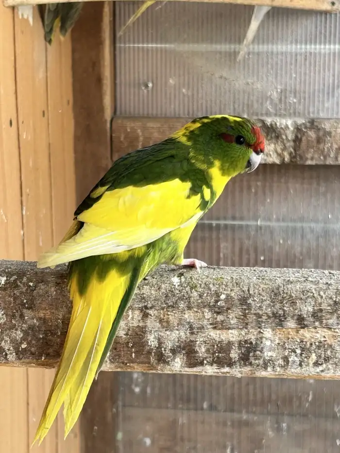 Kakariki