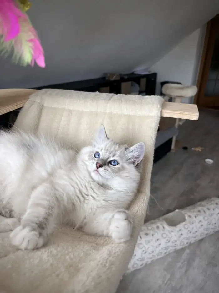 Darwin
