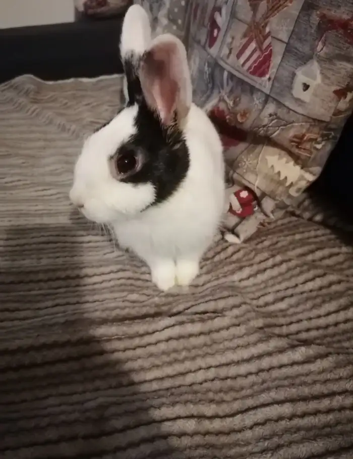 Jack