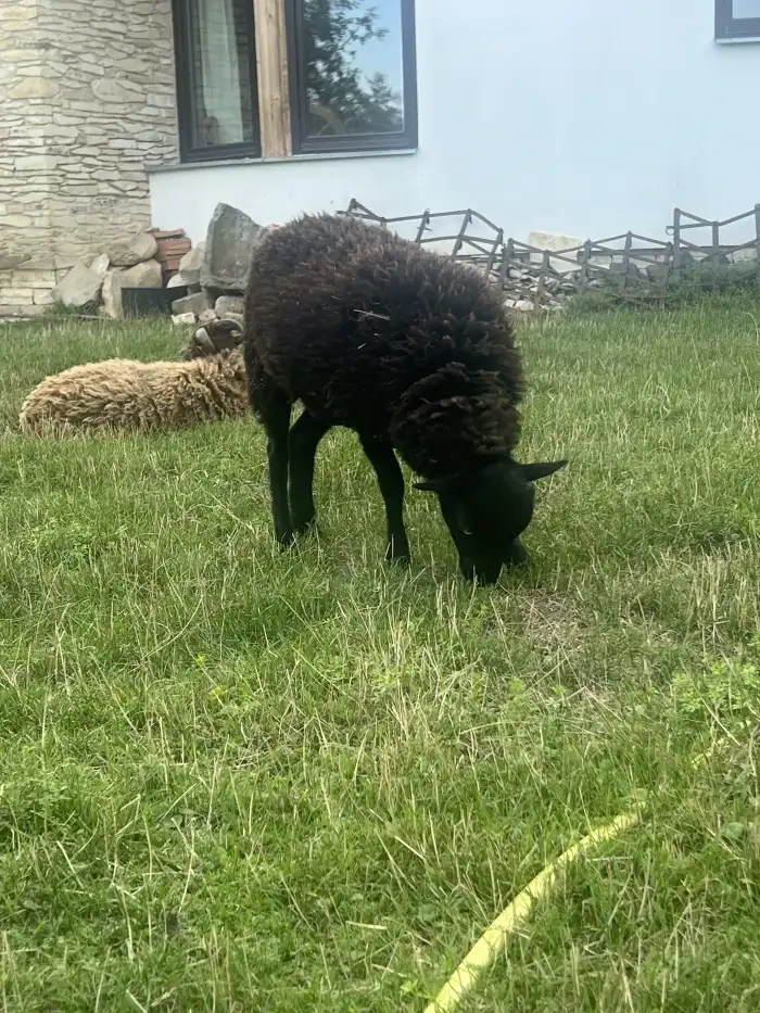 Jednička se ráda pase.