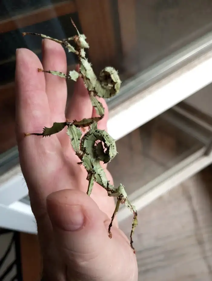 Extatosoma tiaratum