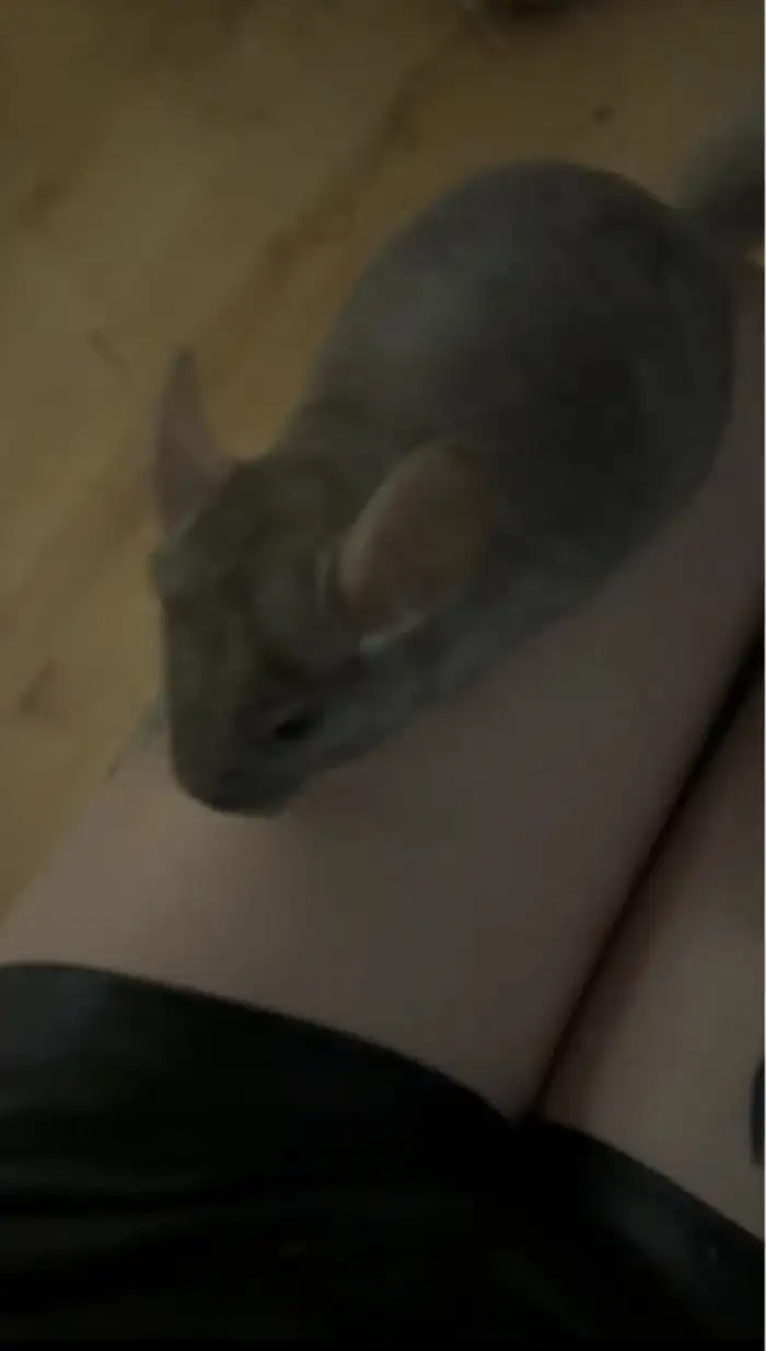 Větší béžová