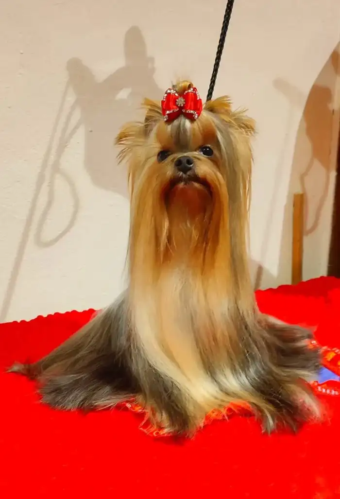 Tatínek