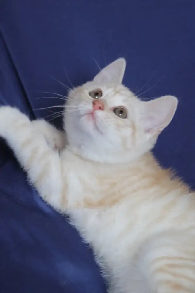 Elliot