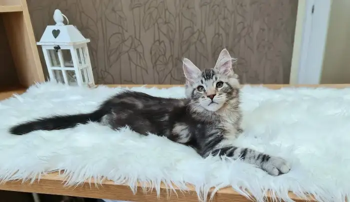 Midnight - junior