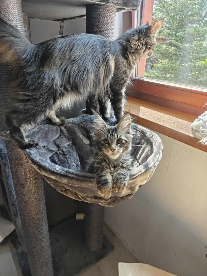 Fia Fluffy Heaven