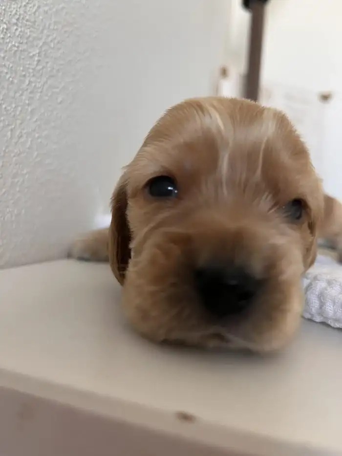 Eddie