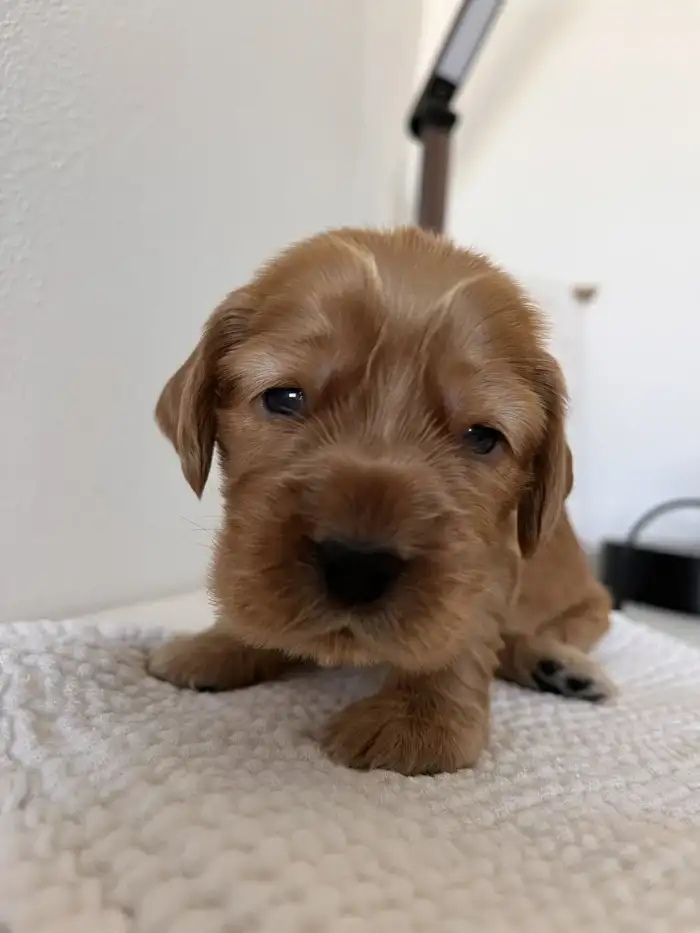 Emily