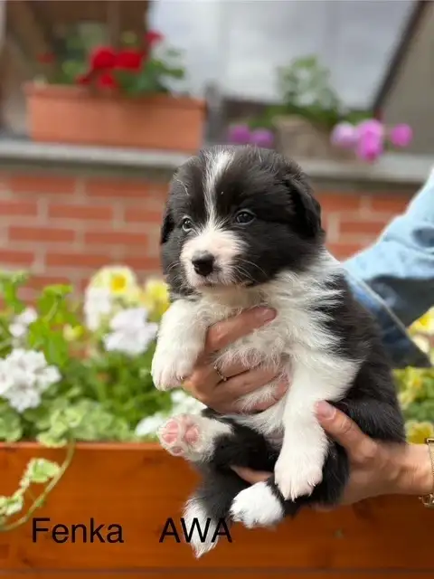 Fenka Awa