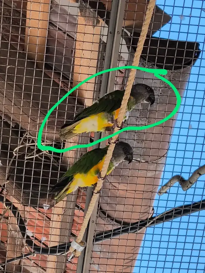 Senegal samec