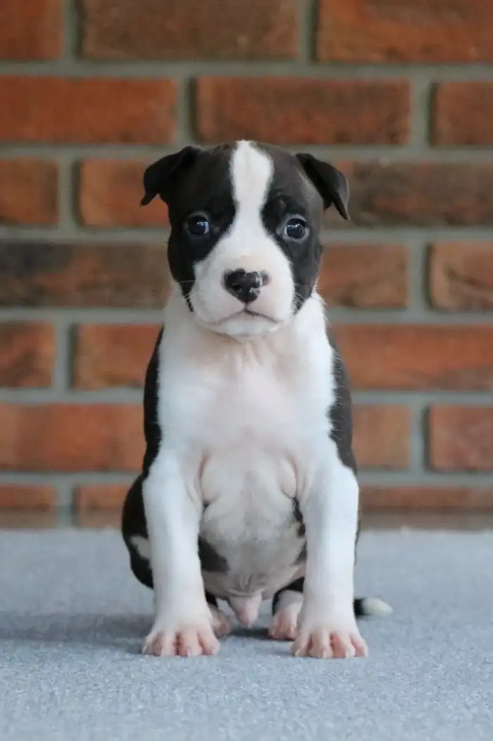 Keen Akim Shelbyamstaff