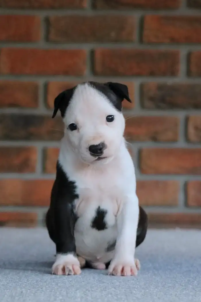 Keen Brono Shelbyamstaff