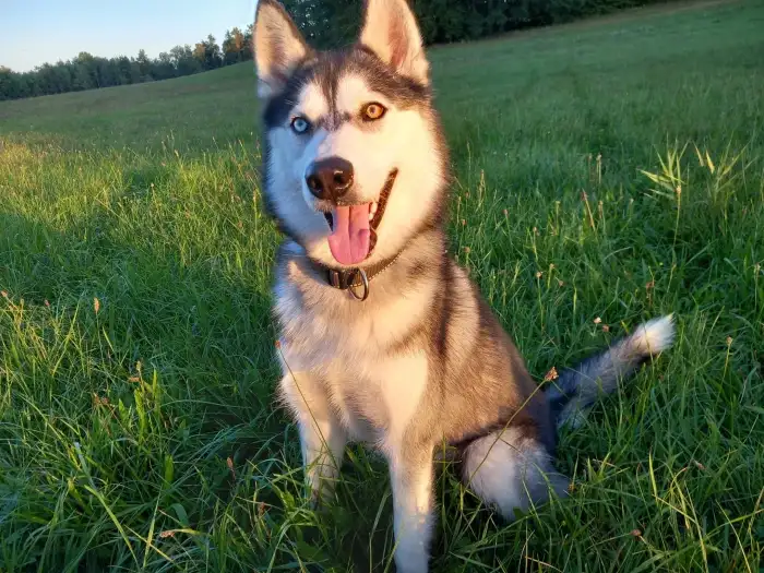 taťka