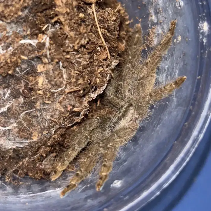 0.0.1 H. maculata