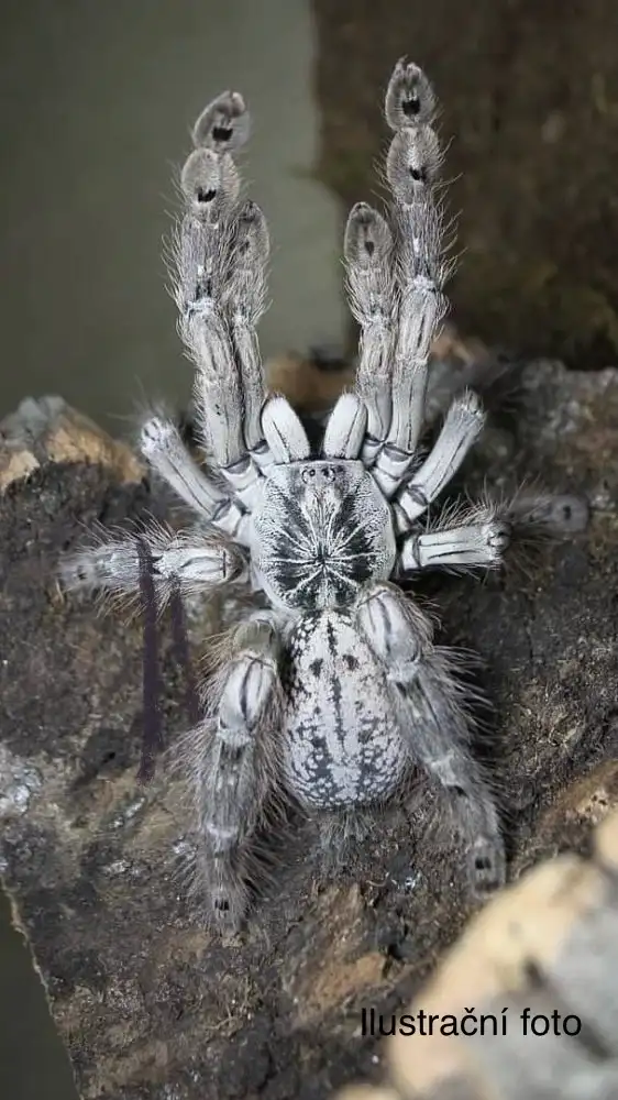 0.1 H. maculata