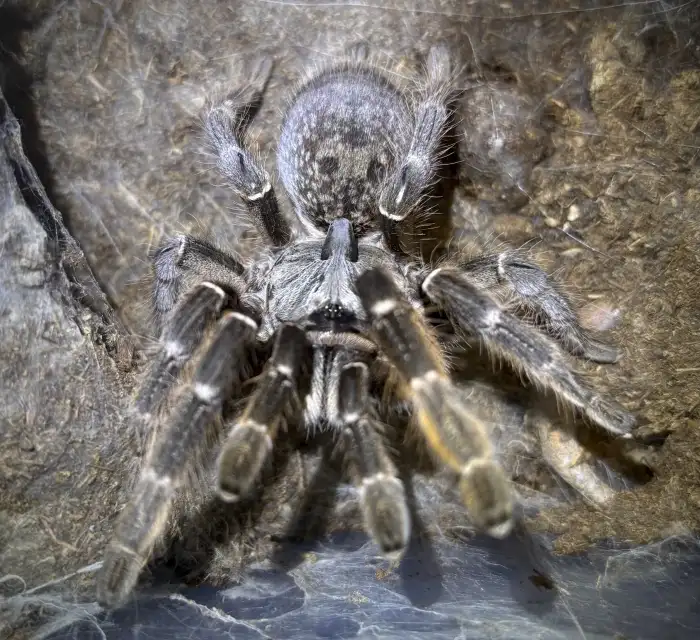 0.1 C. darlingi