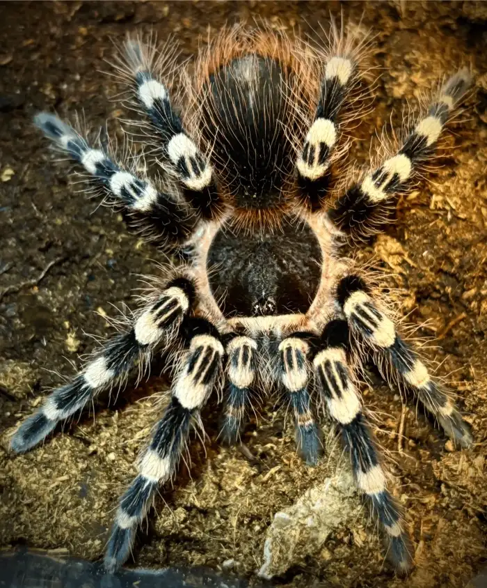 0.0.1 A, geniculata