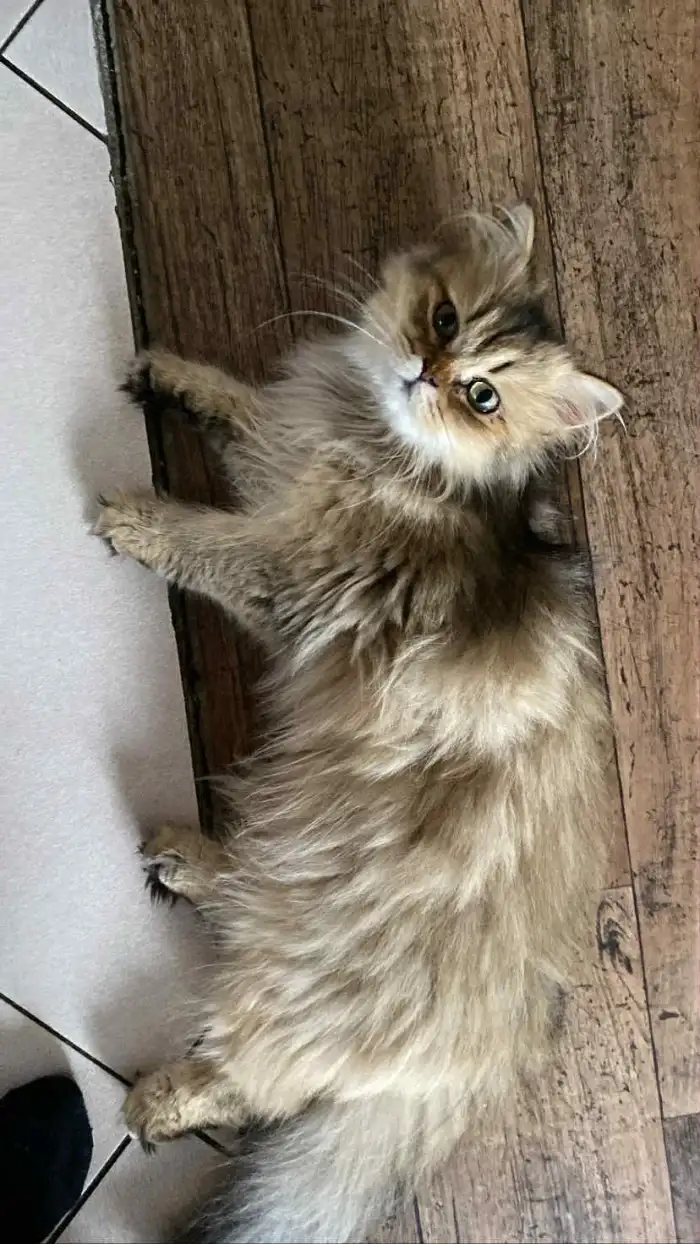 Matka