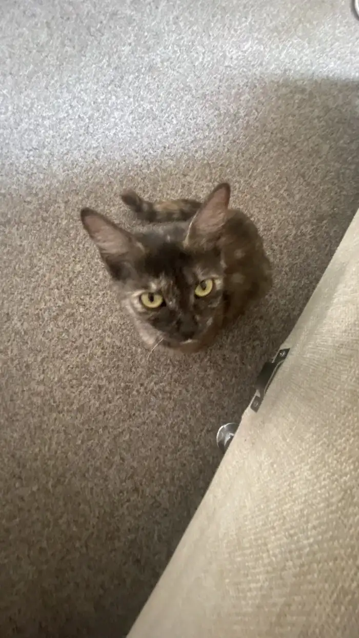 Maggie