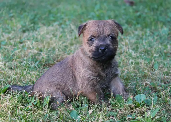 Simon - 1 mesiac