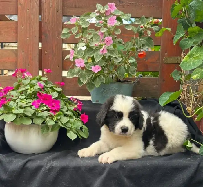 Frodo