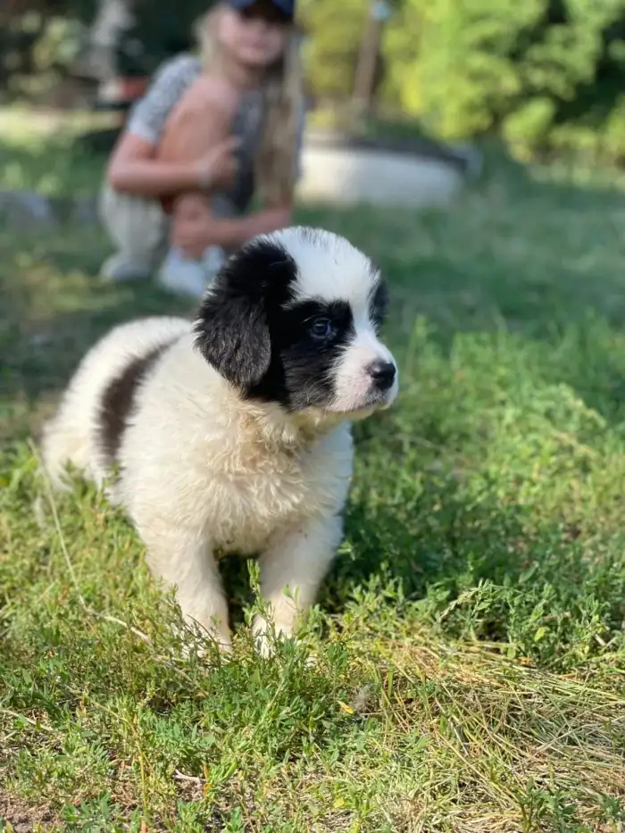 Frodo