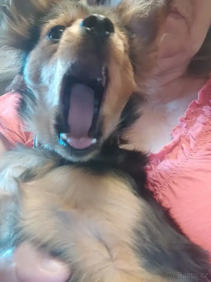 Benito