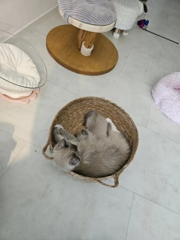 Matka s kotětem