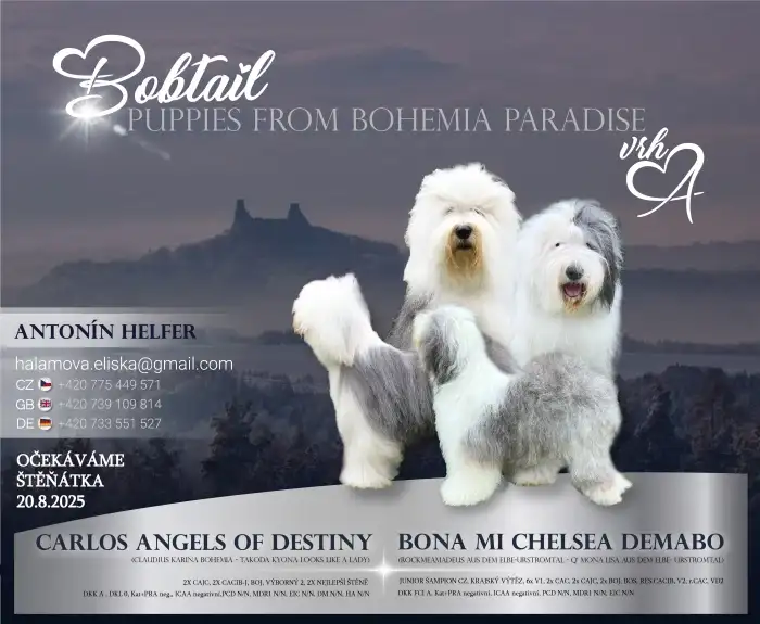 Sledujte nás na fb: Puppies.from.Bohemia.Paradise - veškeré informace jak rosteme 🥰❤️💙❤️💙❤️💙❤️💙
