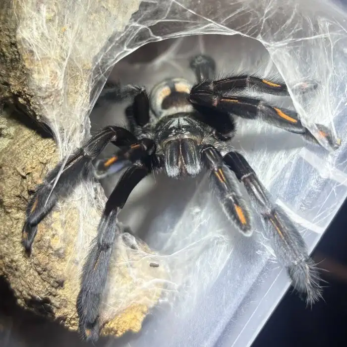 P.Irminia