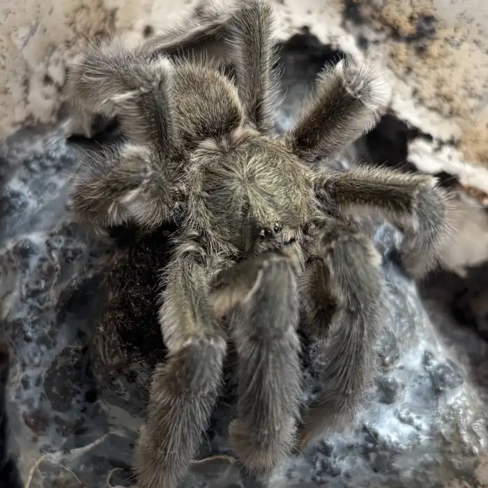 P.Cambridgei