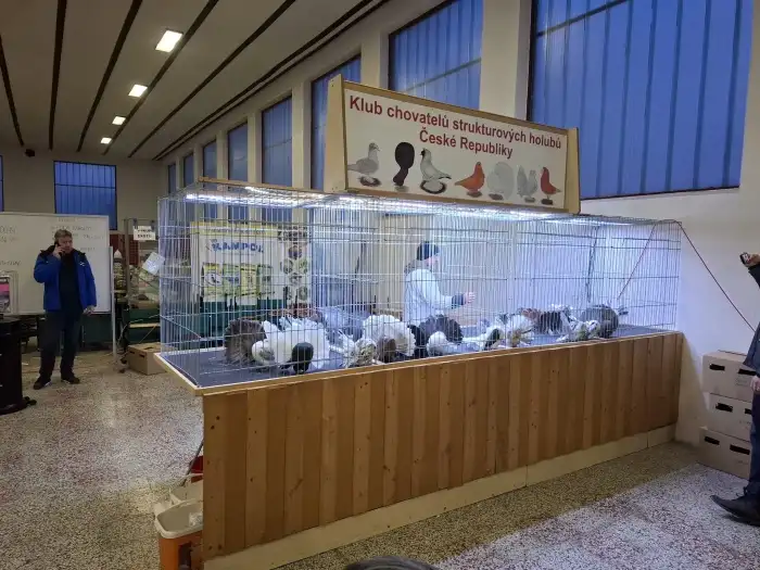 Výstava strukturových holubů