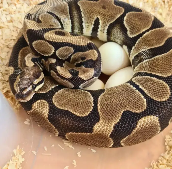 0.1 Scaleless Head - 2500Kč